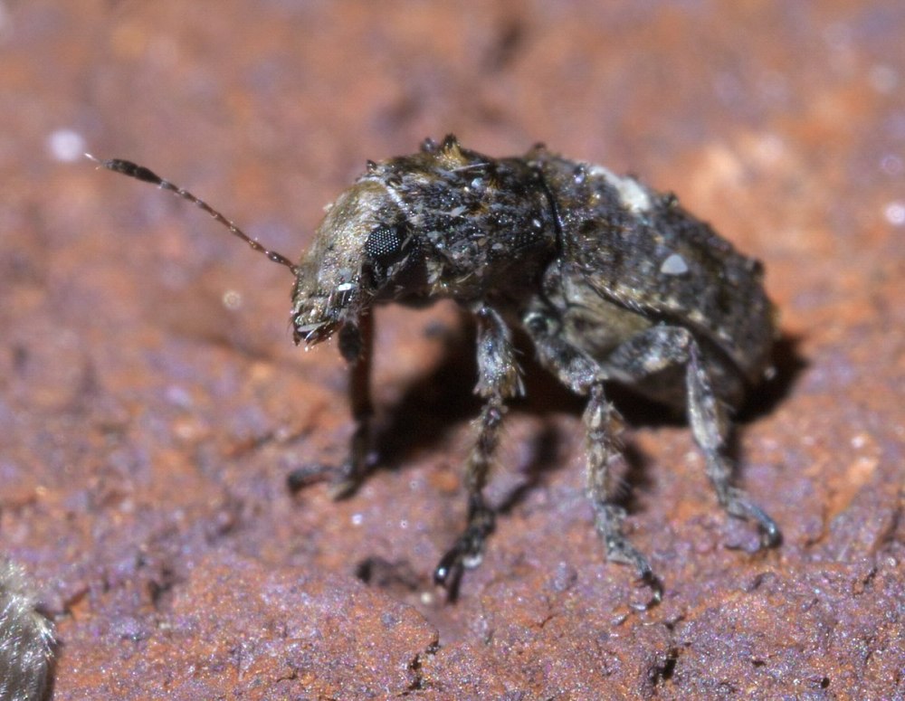 Robertus lividus