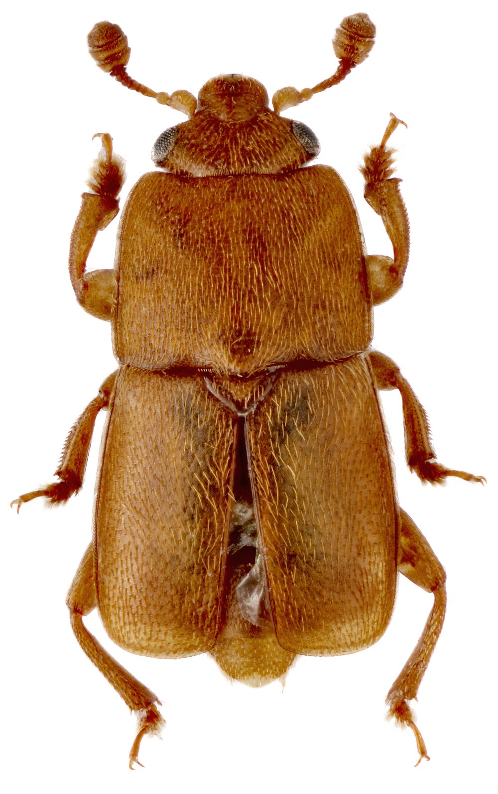 Oxytelus almorensis