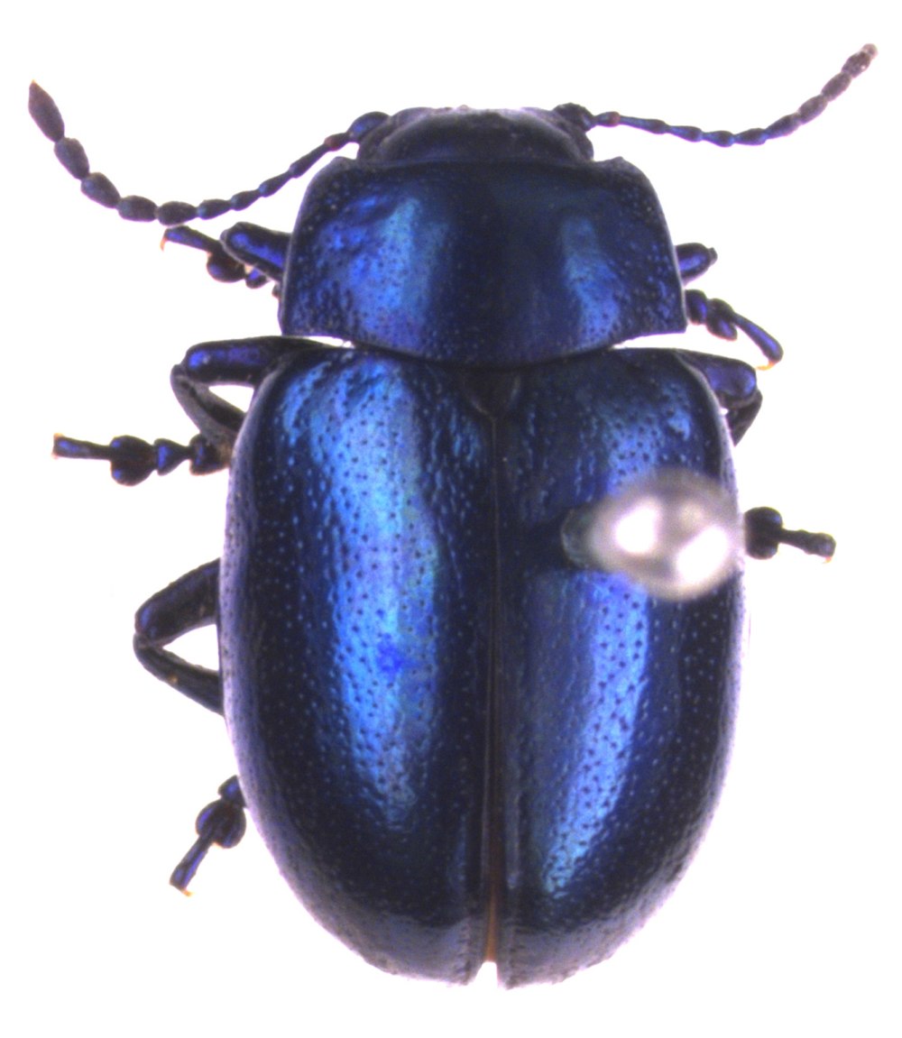 Жук Chrysolina limbata