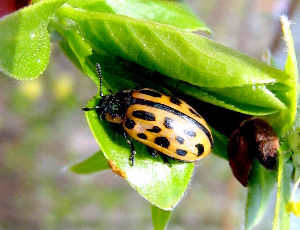 Chrysomela vigintipunctata