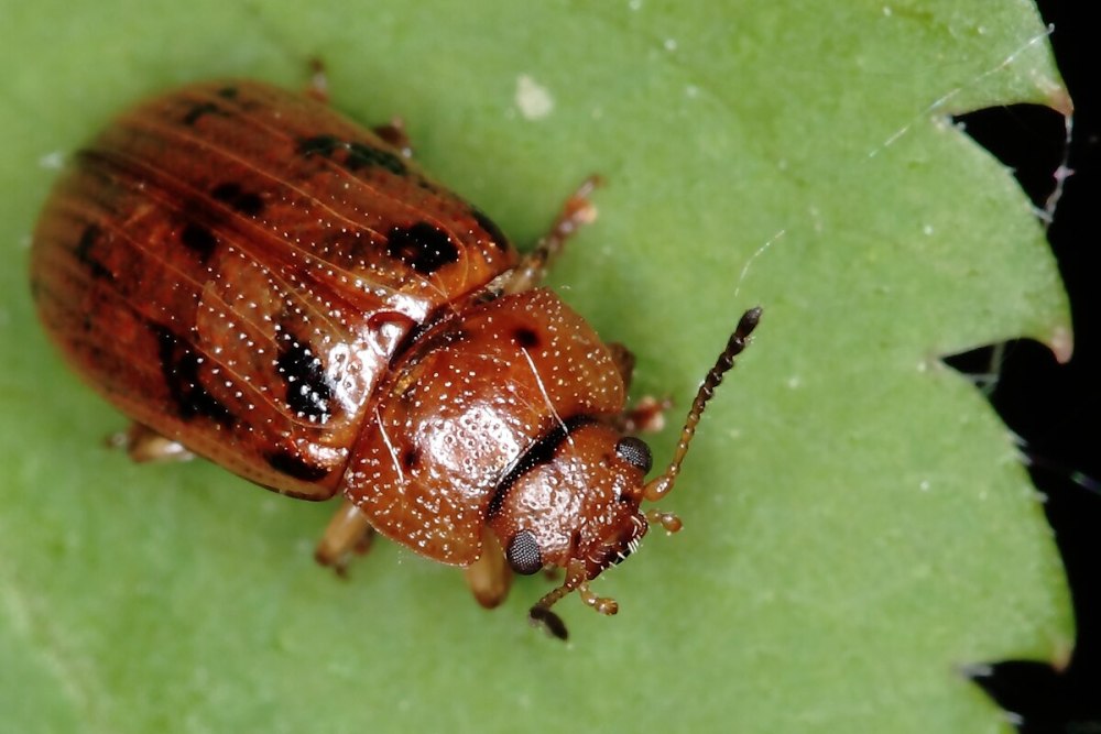 Gonioctena fornicata