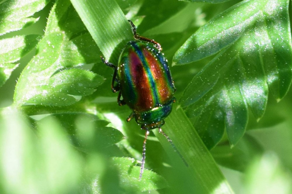 Листоед ясноточный (Chrysolina fastuosa)