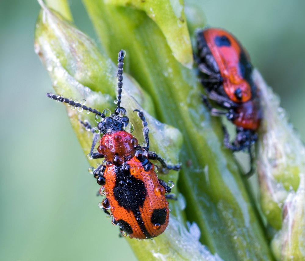 Crioceris quinquepunctata