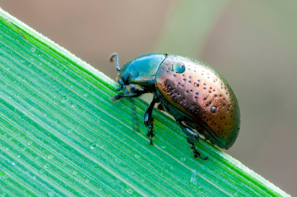 Chrysolina Hyperici