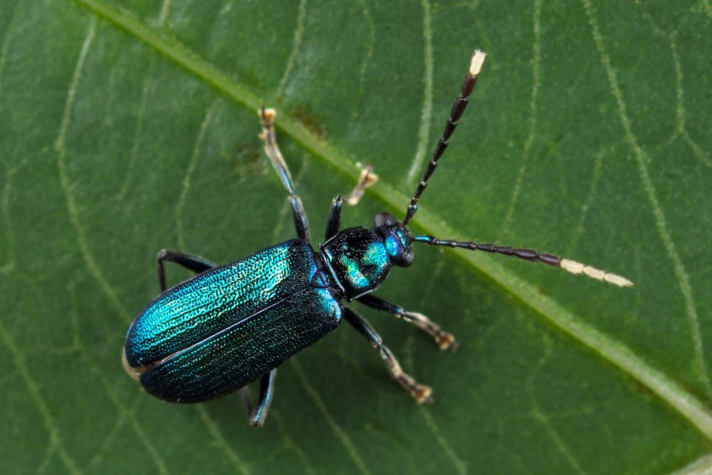 Chrysomelidae Annonaceae