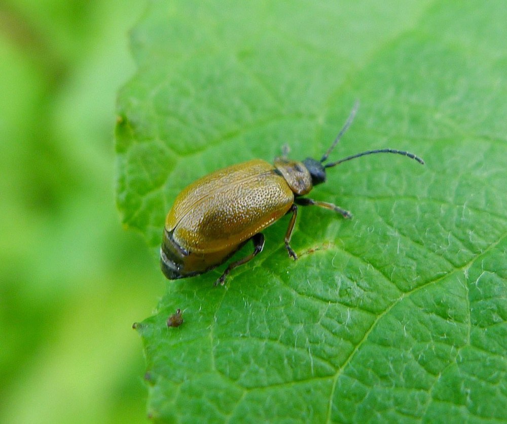 Lochmaea caprea