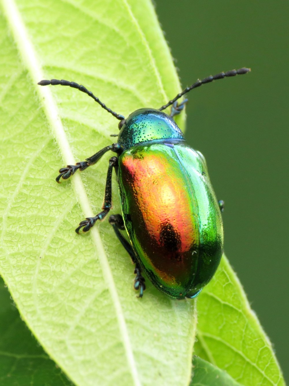 Chrysochus auratus Жук