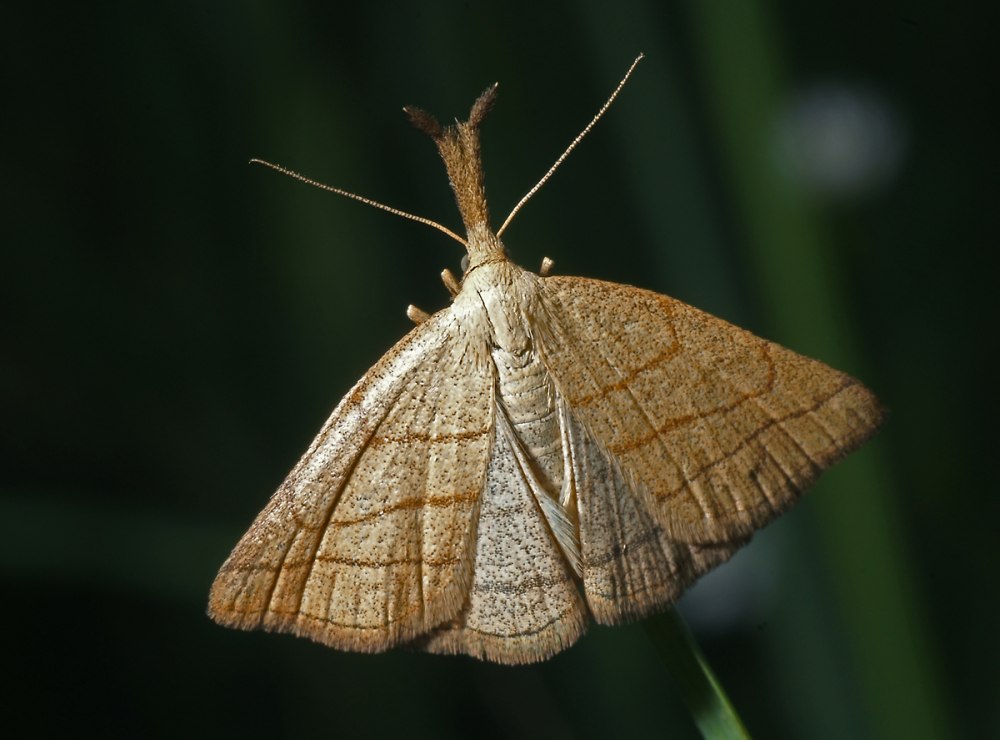 Polypogon tentacularia (Linnaeus, 1758)