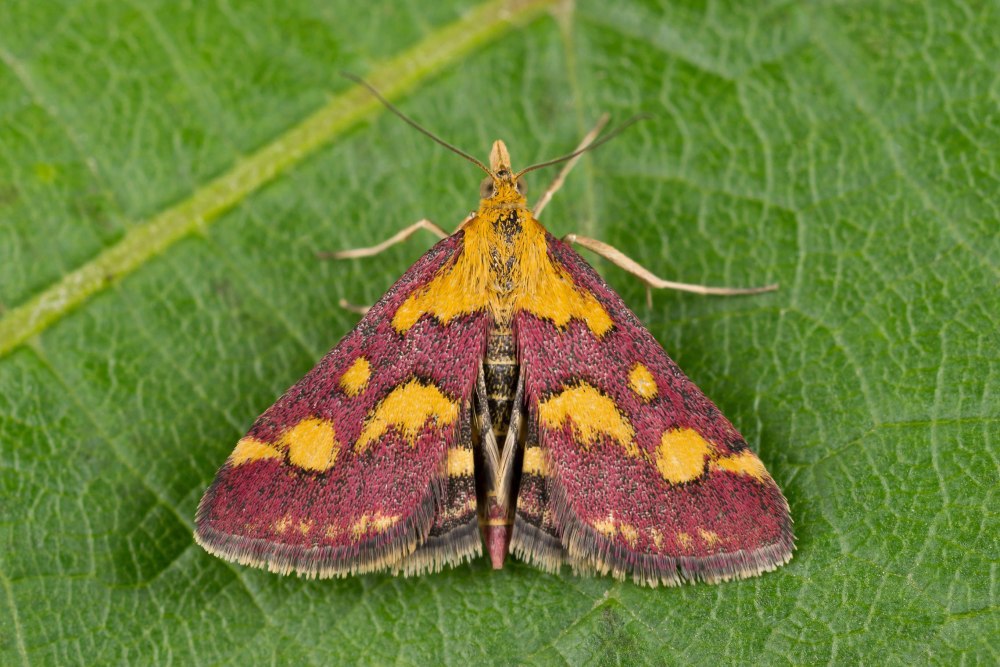 Pyrausta purpuralis