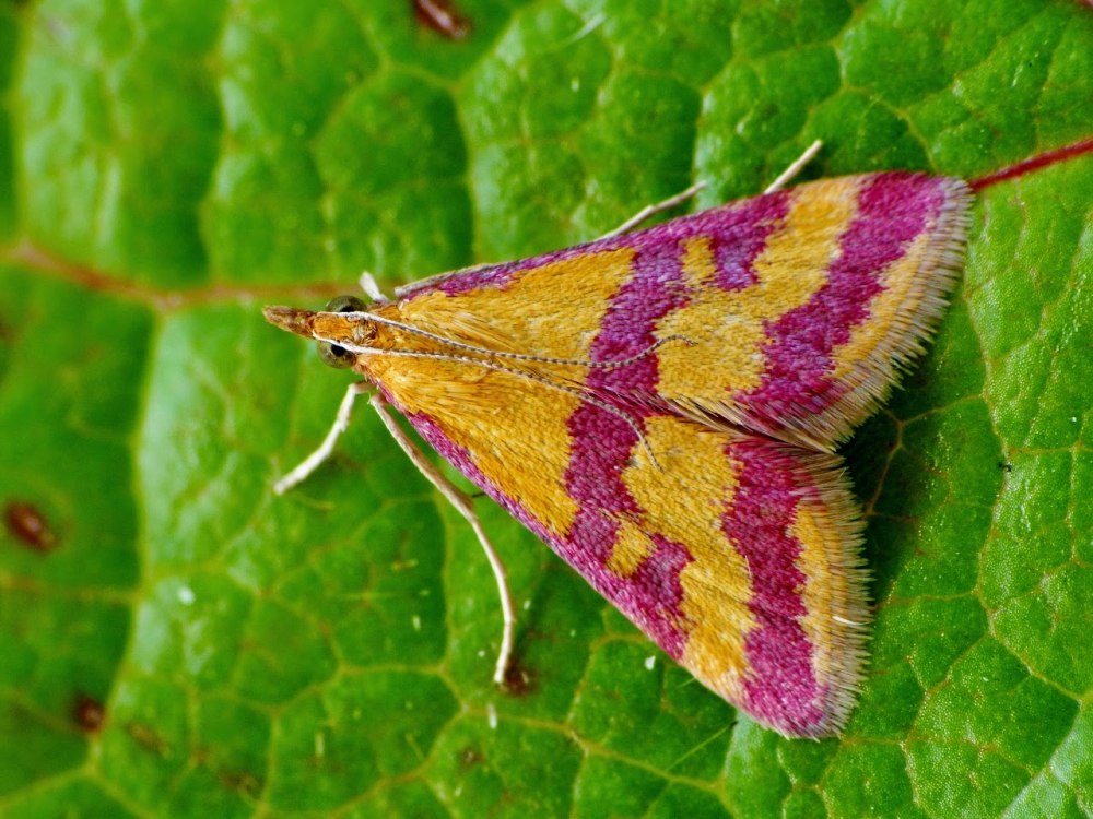 Бабочка огневка Catoptria permutatella