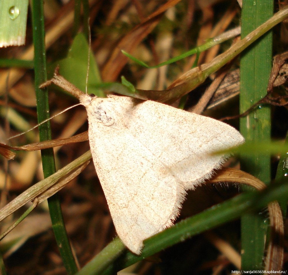 Совка-огнёвка скромная (Polypogon tentacularius)