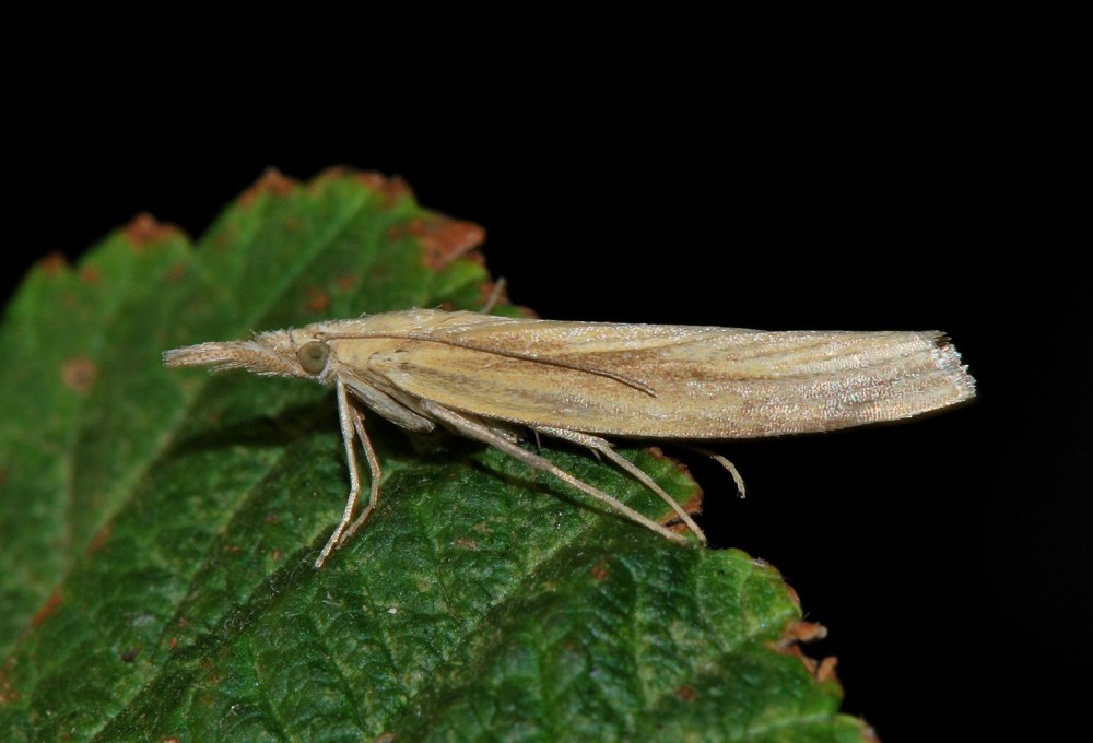 Огневок (Pyralidae)