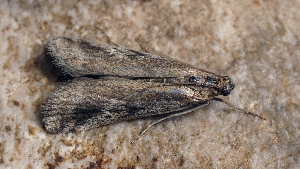 Euzophera punicaella Moore личинка, 1891
