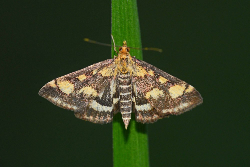 Pyrausta purpuralis