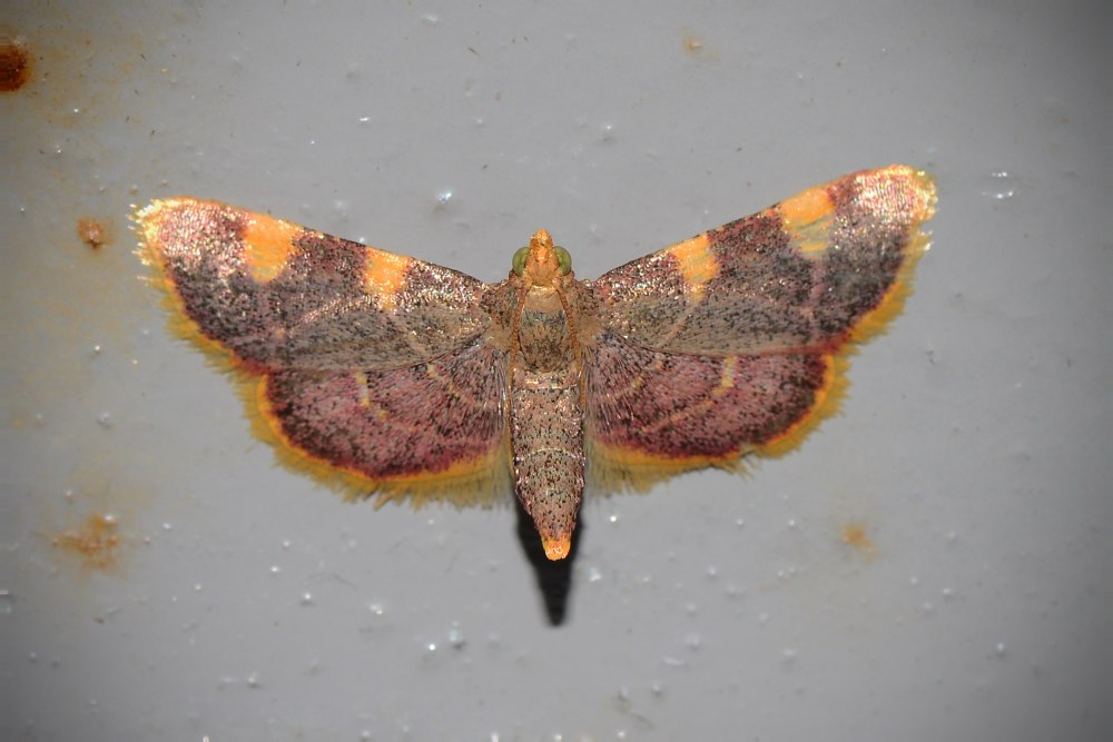 Hypsopygia costalis
