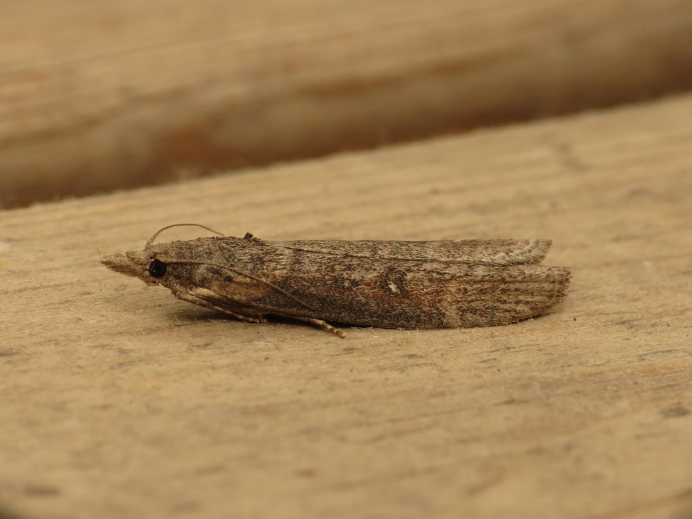 Paralipsa gularis