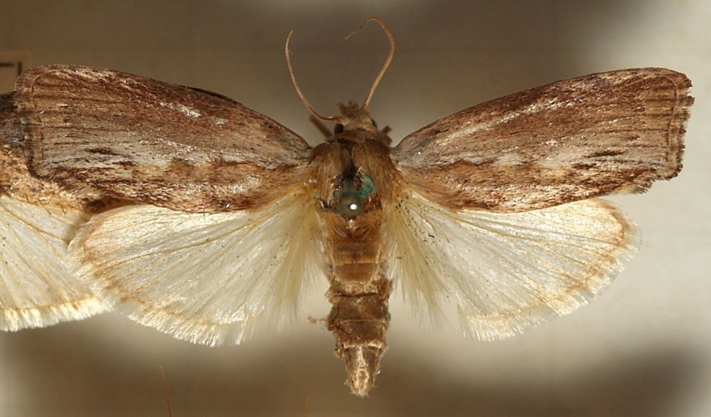 Восковая огневка Galleria mellonella