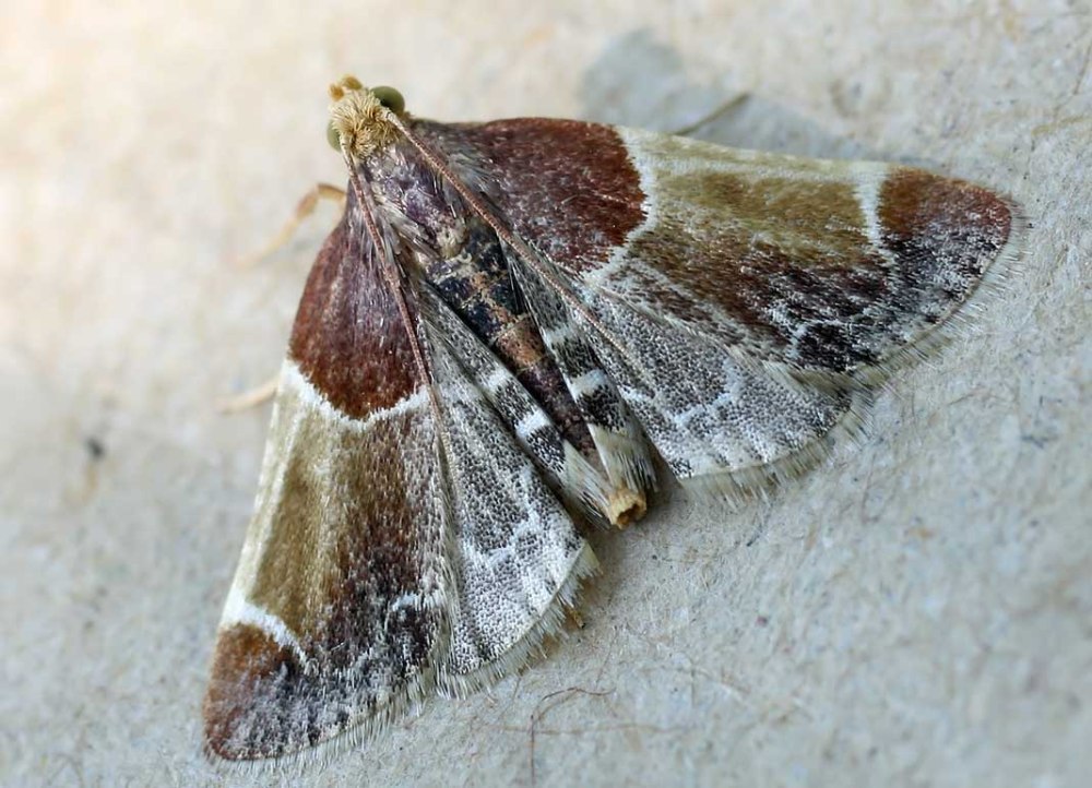 Мучная огневка Pyralis farinalis личинки