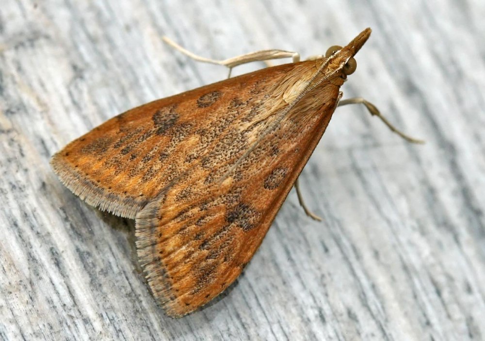 Огнёвка-травянка Chrysocrambus craterella