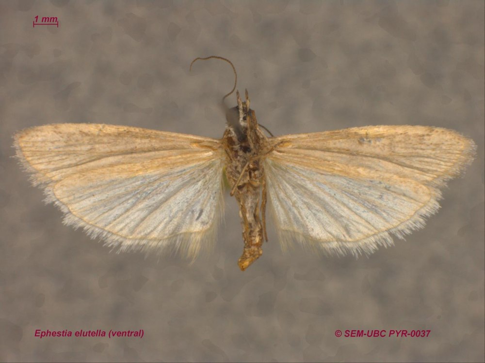 Зерновая огневка Ephestia elutella