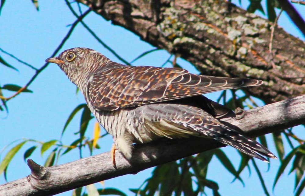 Кукушка Cuculus canorus