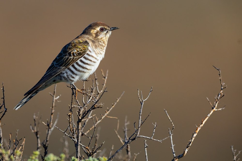 Bronze Cuckoo Golden