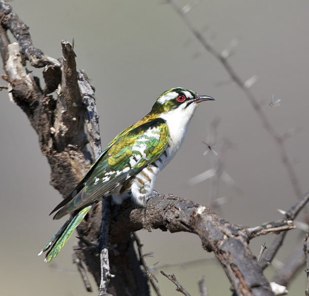 Бронзовая Кукушка - Diederick Cuckoo