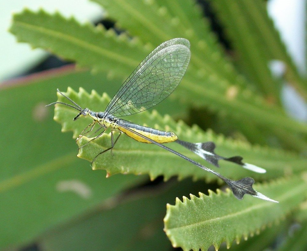 Отряд сетчатокрылые Neuroptera представители
