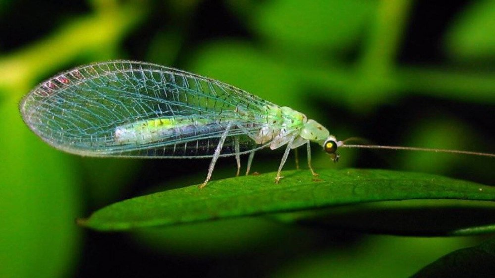 Chrysopidae (златоглазка)