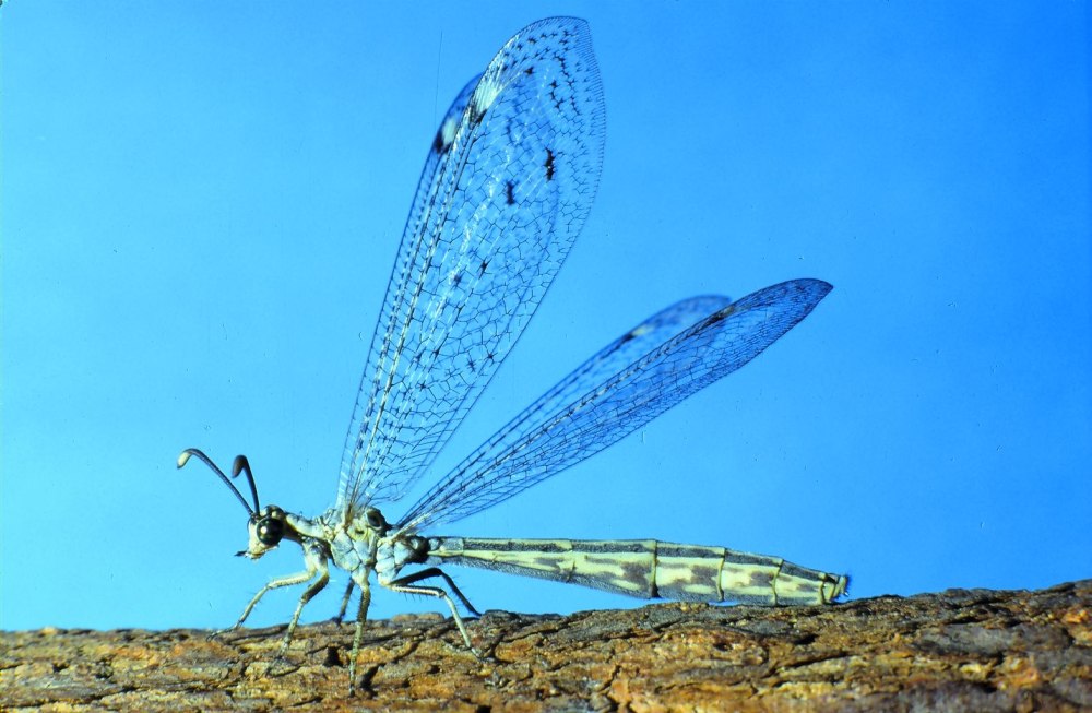 Neuroptera сетчатокрылые