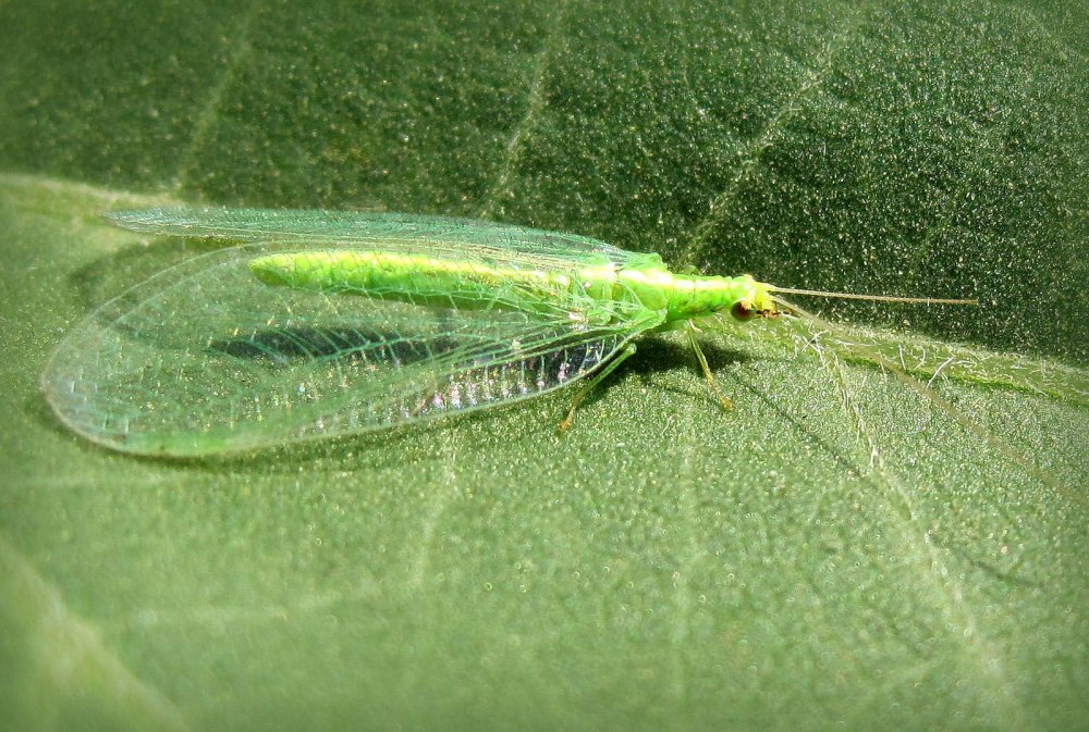 Neuroptera личинки