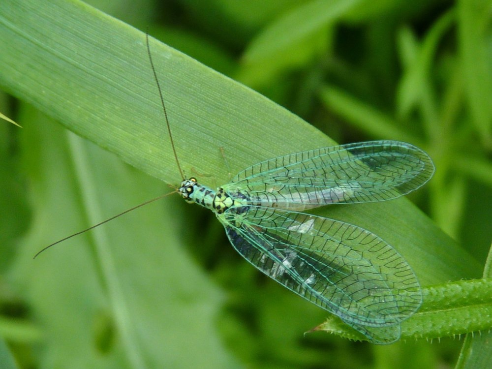 Златоглазка Chrysopa