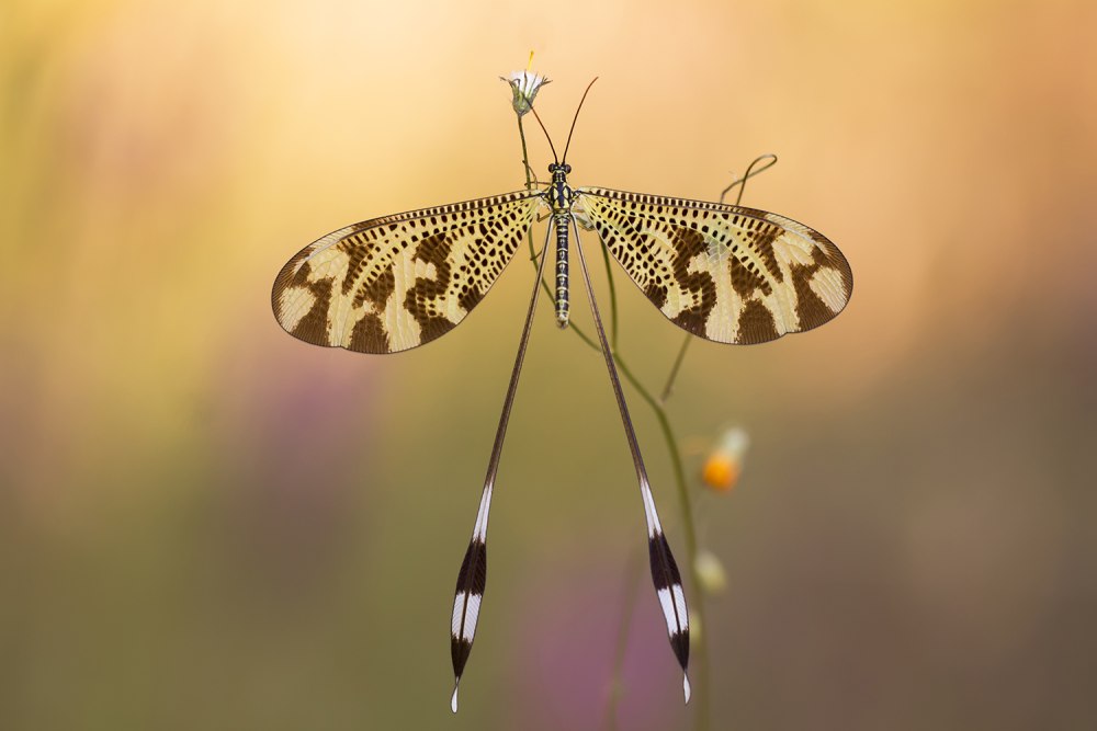 Neuroptera сетчатокрылые