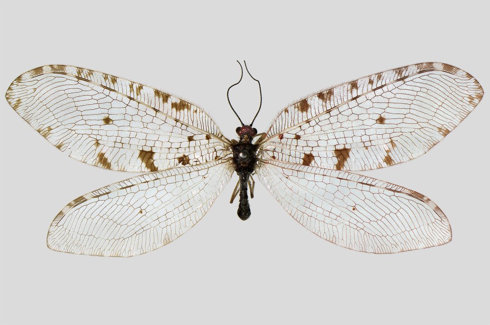 Osmylus fulvicephalus