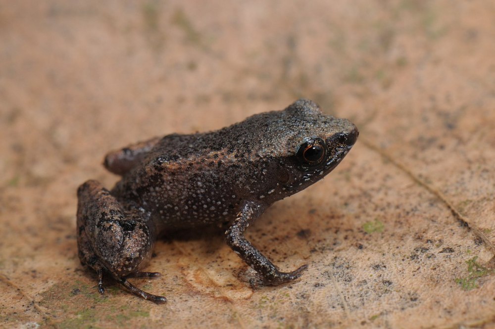 Tyrus mucronatus