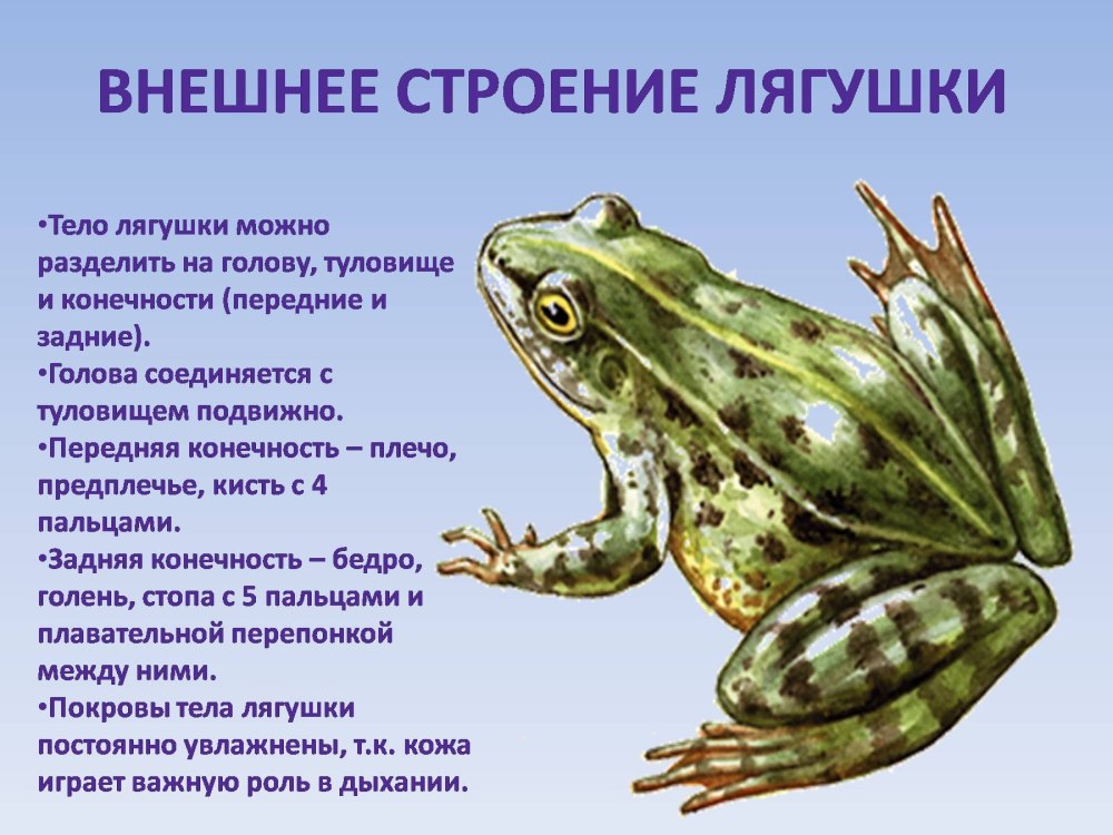Внешнее строение земноводного лягушки