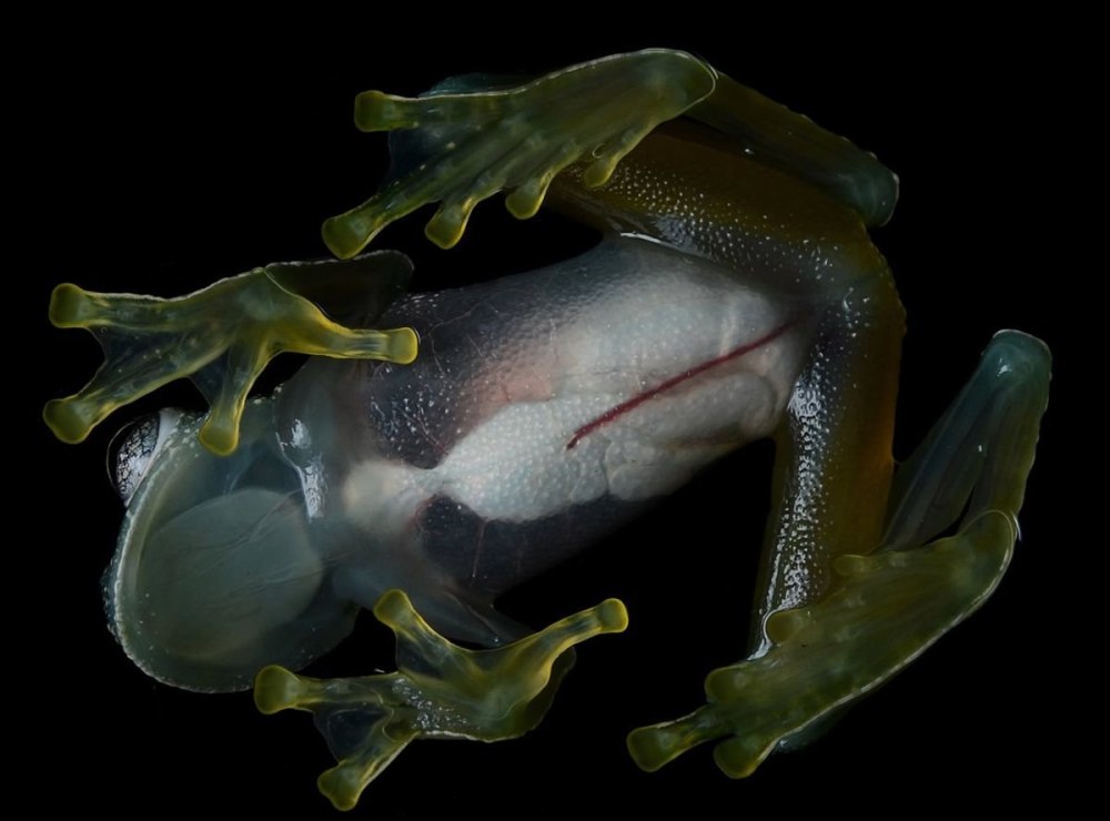 Hyalinobatrachium Dianae