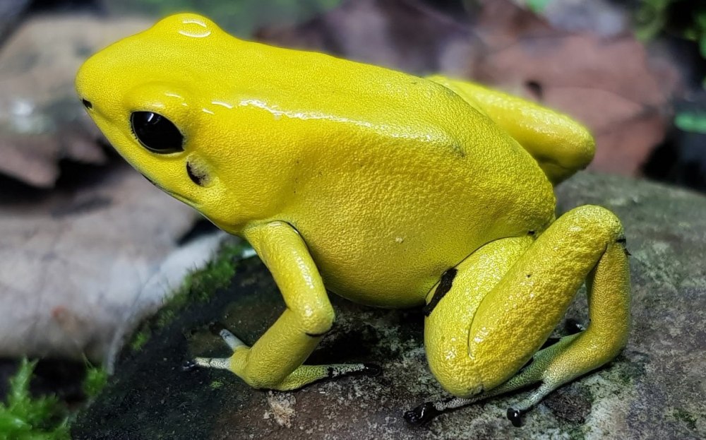 Ужасный листолаз (phyllobates terribilis)