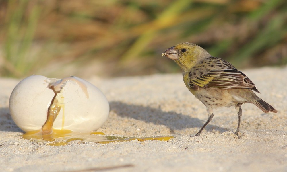 Лайсанская вьюрковая цветочница