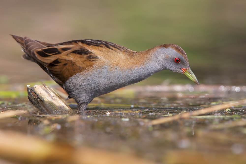 Болотная Курочка погоныш