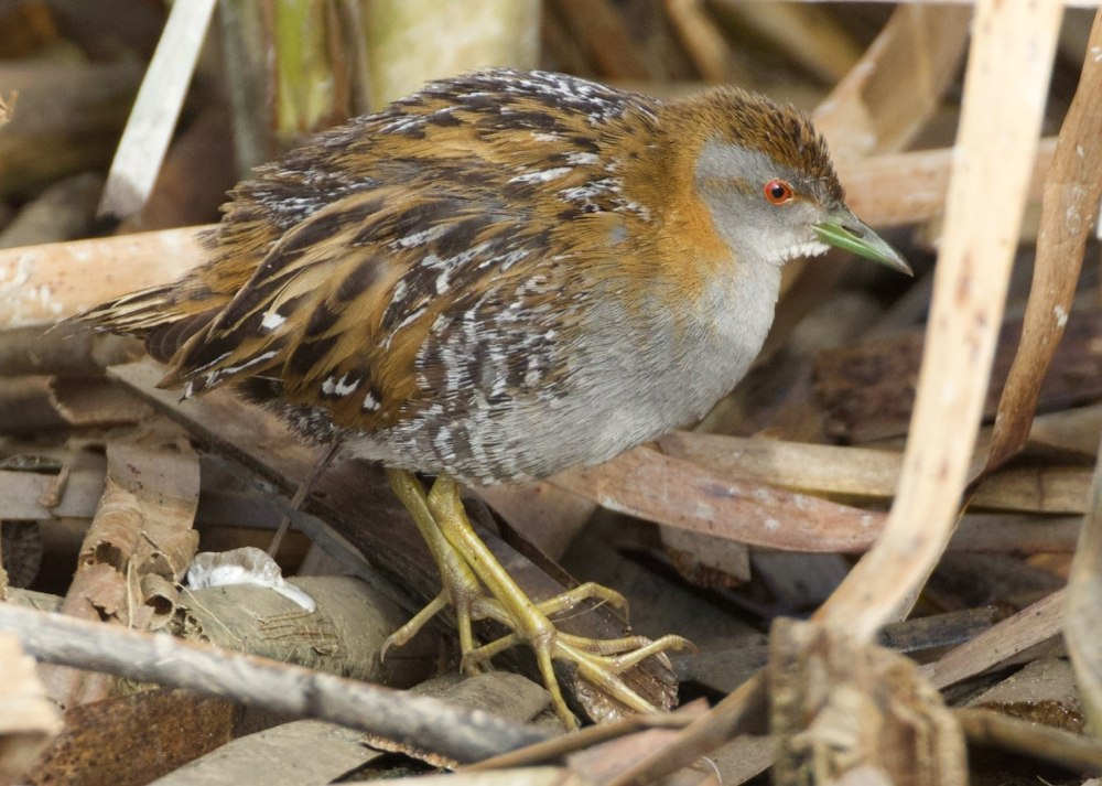 Африканский Crake птица