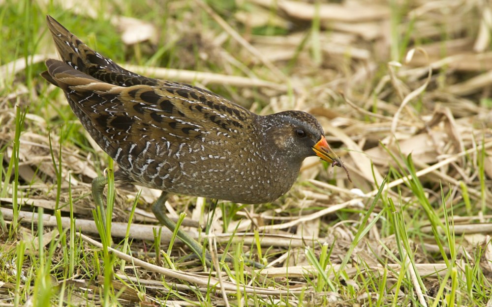 Белокрылый погоныш