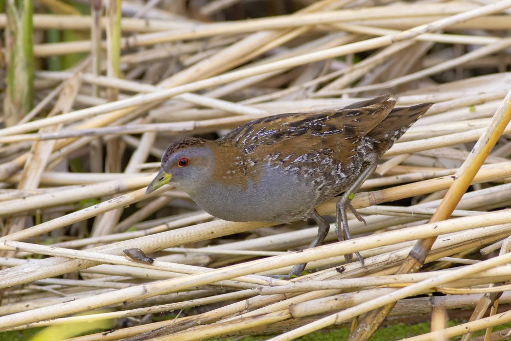 . Погоныш-крошка – Porzana pusilla (Pallas, 1776)