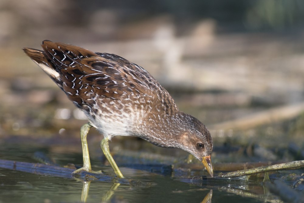 Птица погоныш птенец