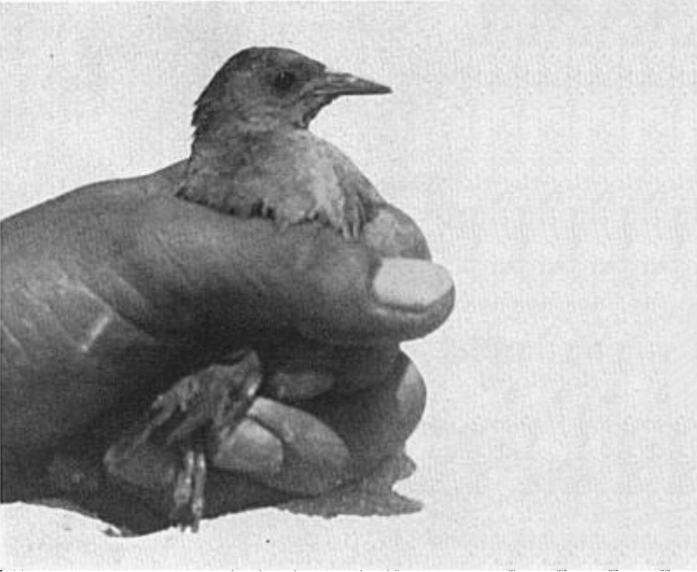 Лайсан погоныш