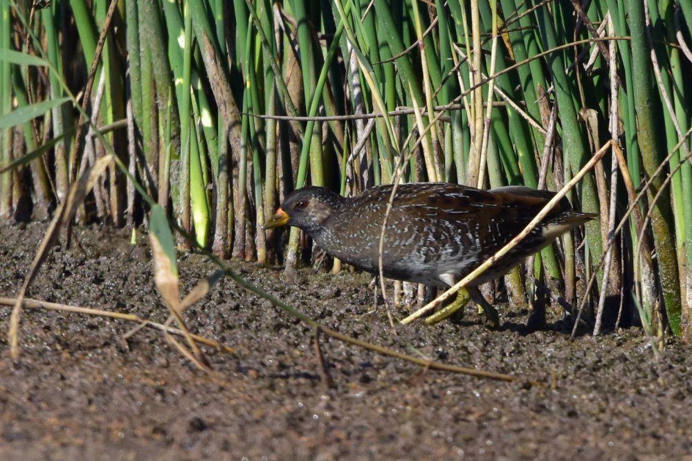 Птенец погоныша