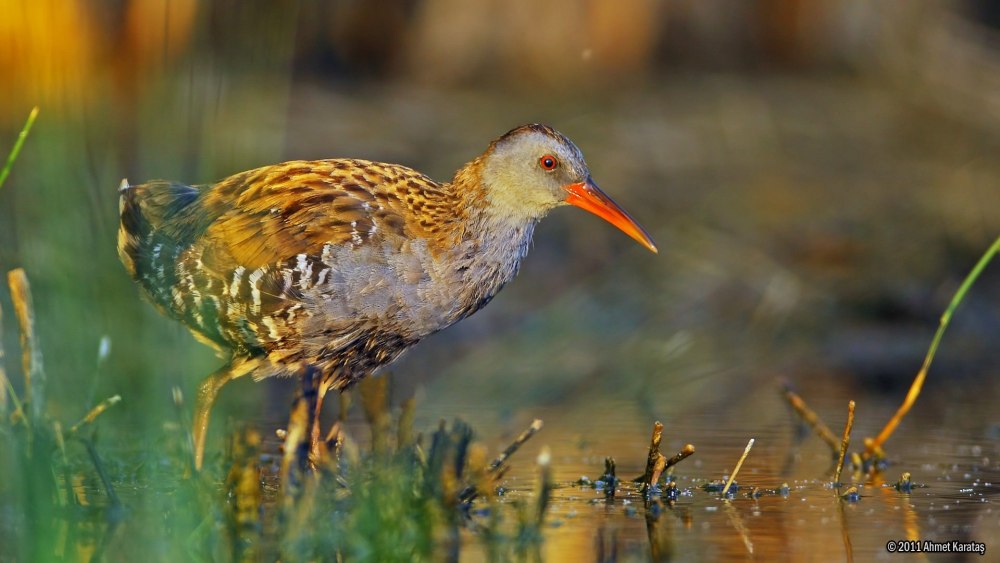 Пастушок водяной (Rallus aquaticus)