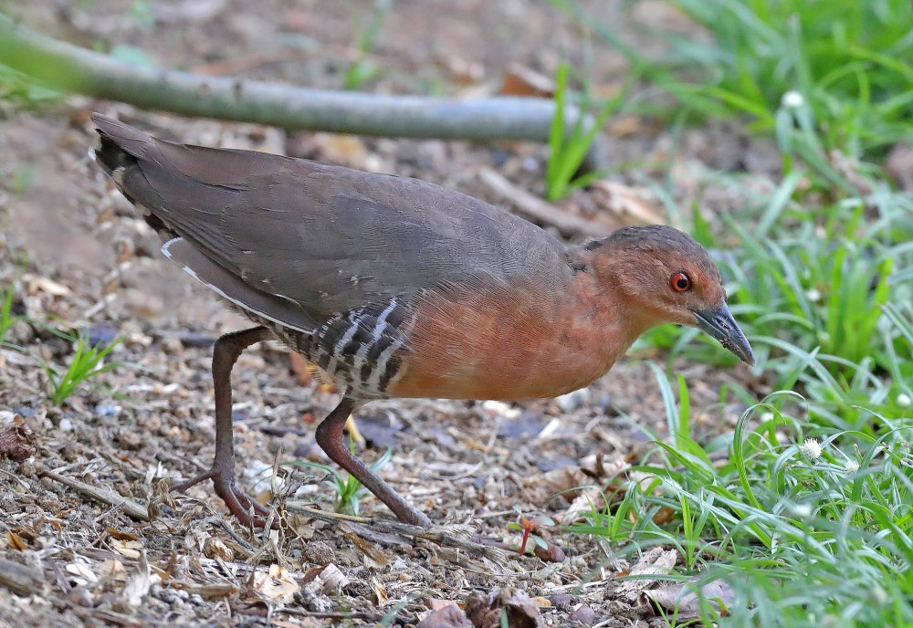 Красноногий погоныш
