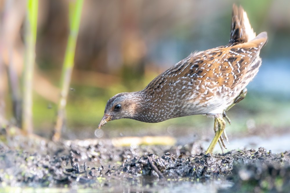 Красноногий погоныш