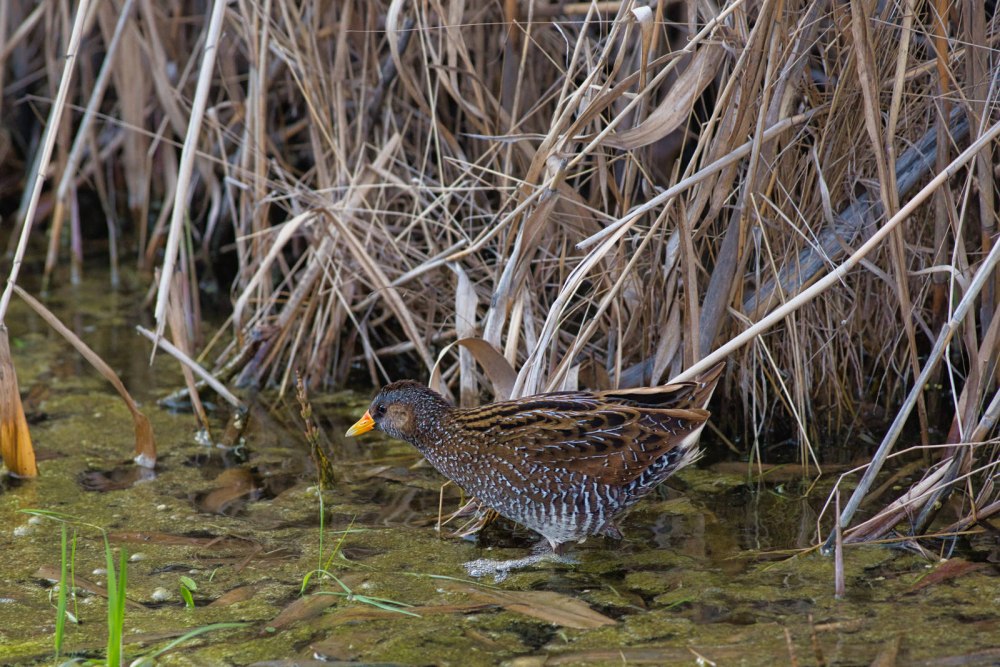 Большой погоныш